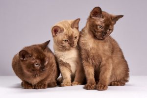 Lee más sobre el artículo Cuida la piel de tus gatos con la ayuda del aloe vera